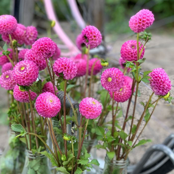 Zippity Do Da?unique=f71c87c